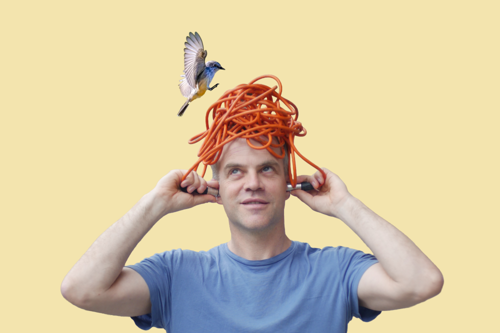 Fliegen Fögel falsch?